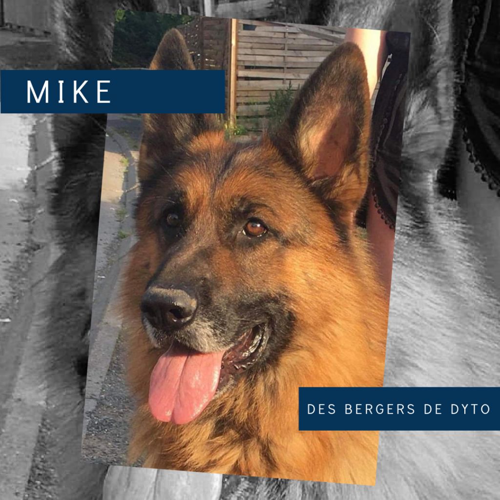 Mike des bergers de dyto