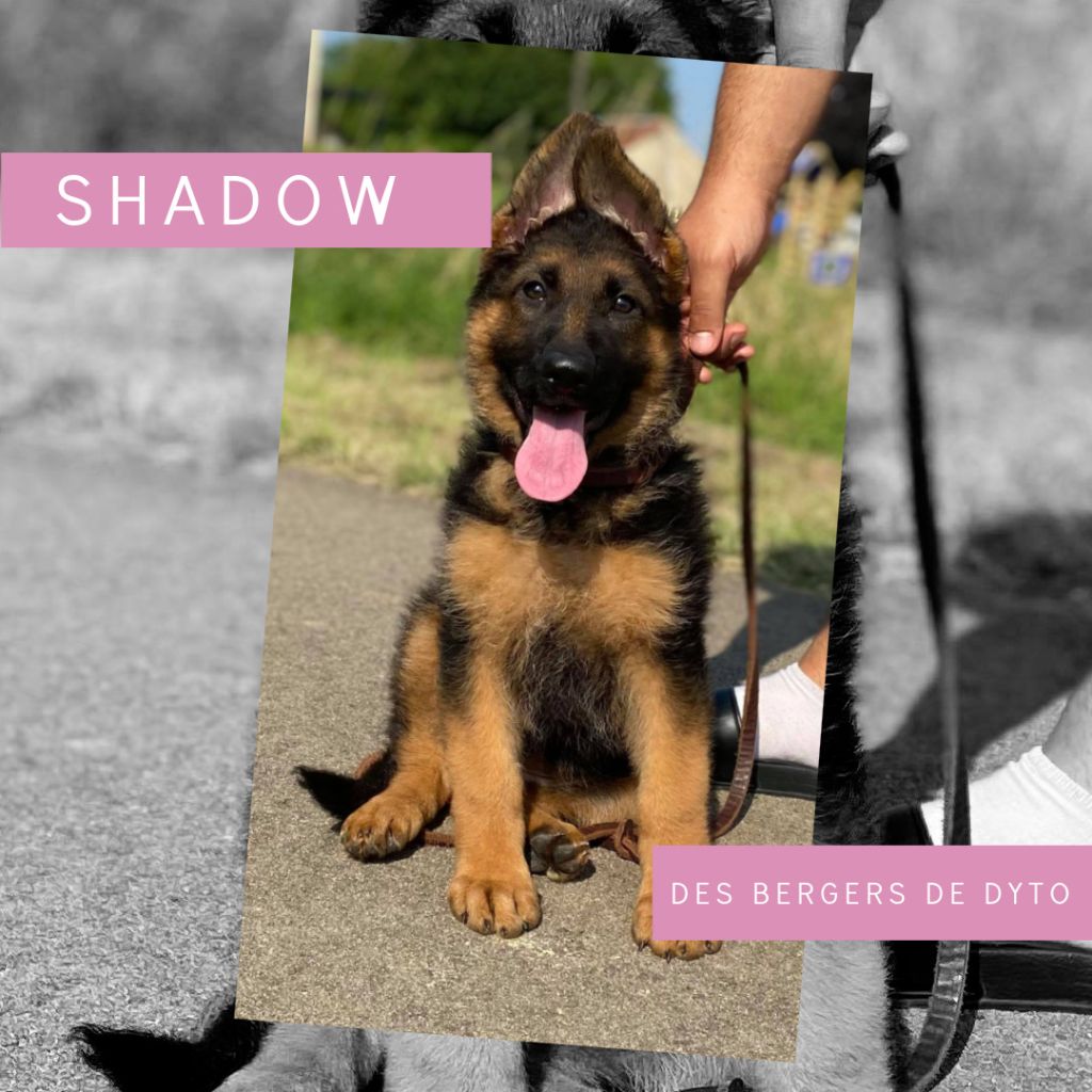 Shadow des bergers de dyto