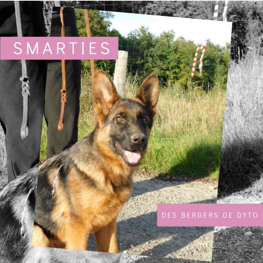 Smarties des bergers de dyto