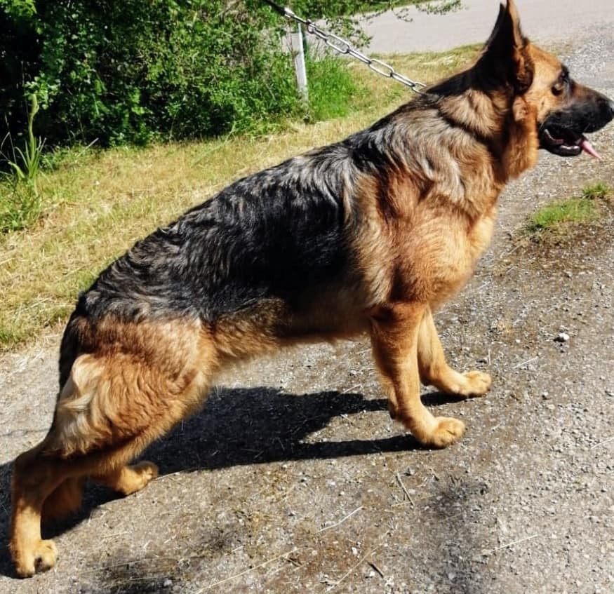 Silesie des bergers de dyto